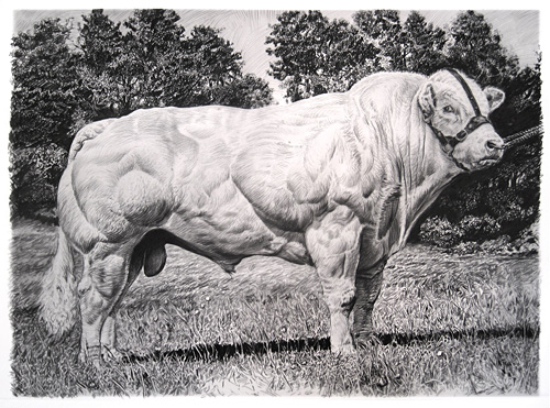 BELGIAN BLUE by Rick Shaefer