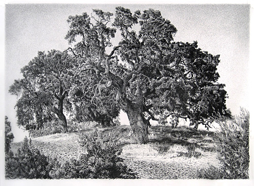 LIVE OAKS by Rick Shaefer